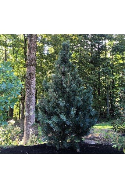 Сосна гнучка Вандервулф Пірамід в ландшафті